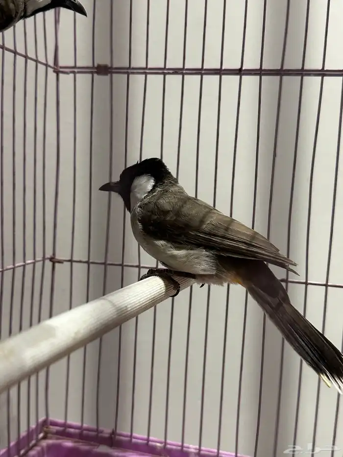 بلبل بلابل عراقي ابيض الخدين 2