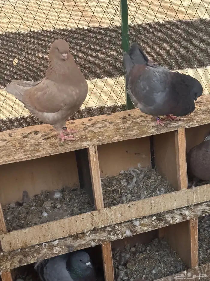 حمام كنق عدد 10 اجواز 1