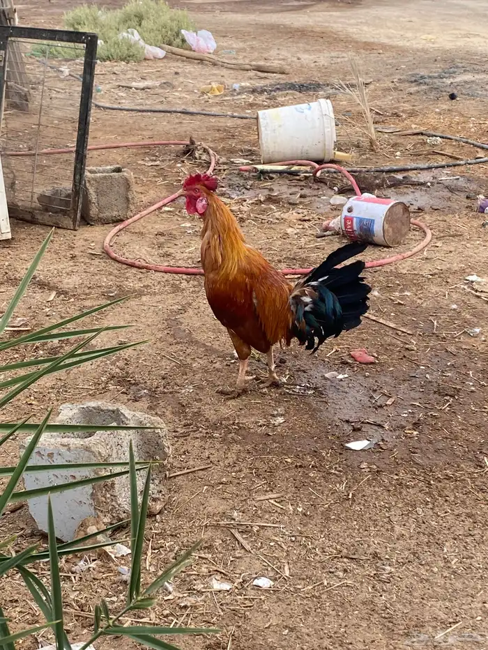 ديك عربي اصيل العمر سنه ونص 0