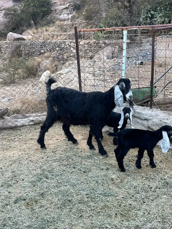 عنز عارضيه للبيع 5