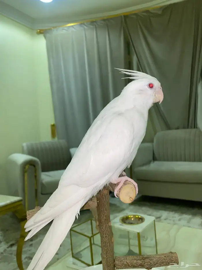 كروان اليف جدا 0