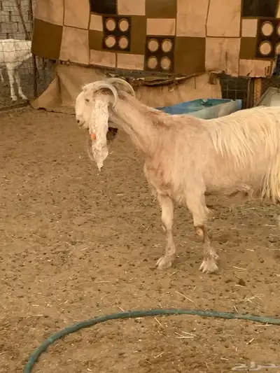 عنز مشروكه بشامي index