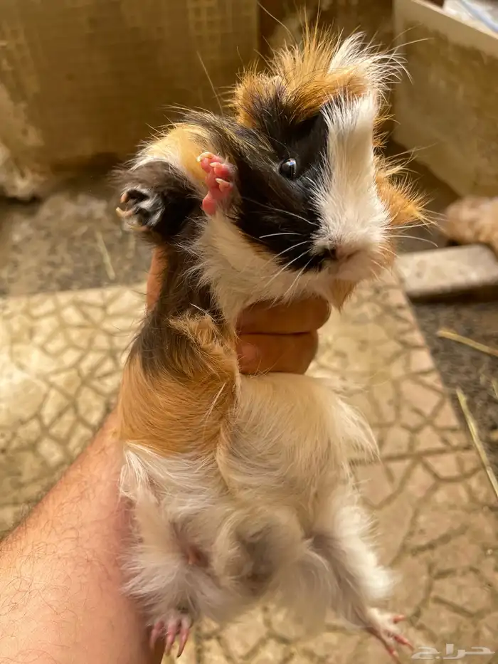 وبرة نظيفة وبشعر كثيف (أمريكي- فرنسي- بلدي) 11