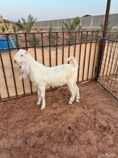 تيس ابيض ابرص index