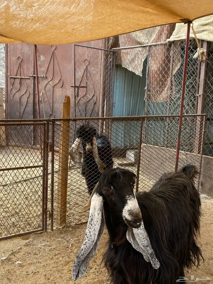 تيس صنف مشروع فحل 2