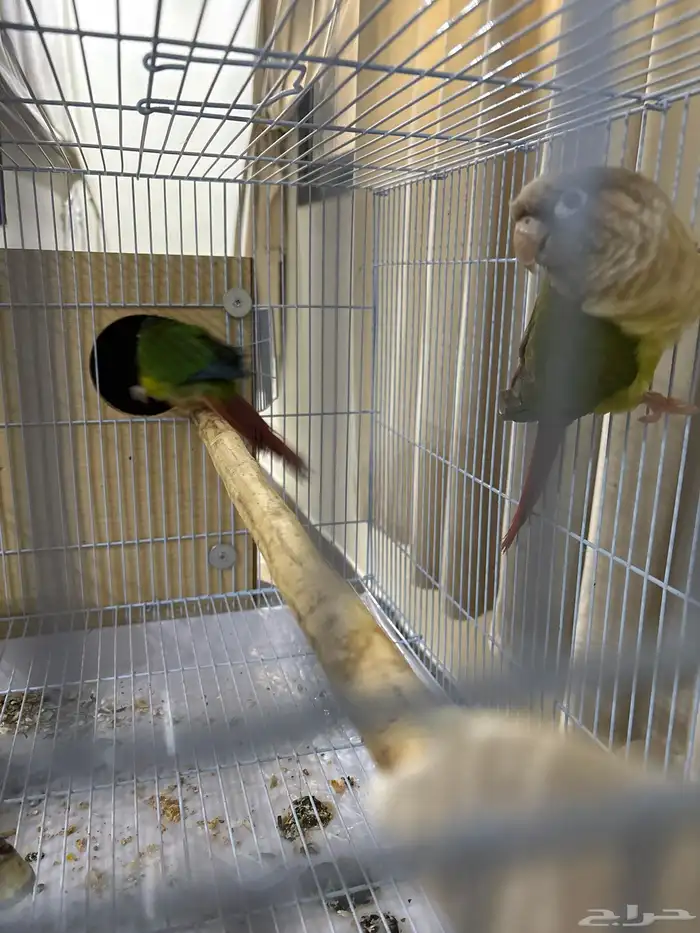 جوز كنيور منتج شرط 0