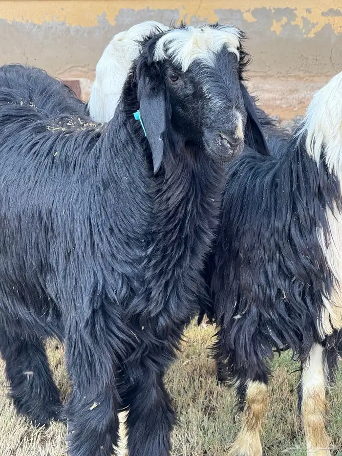 نجدي خرفان 0