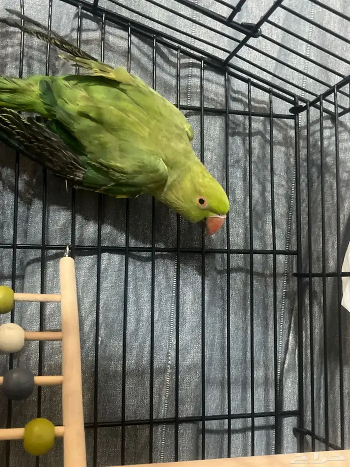 ببغاء الدره الهندي 1