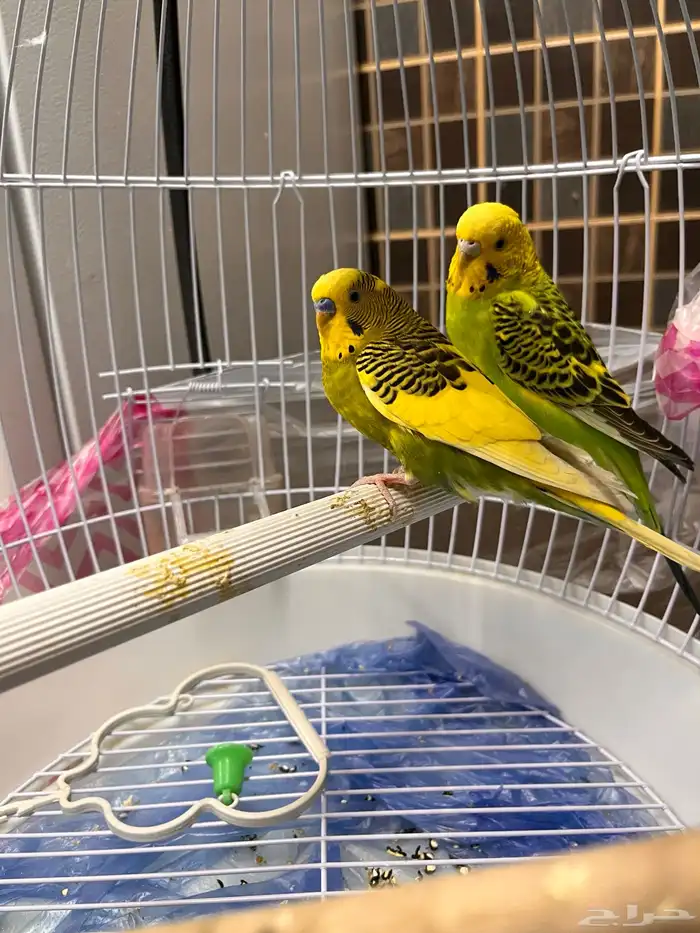 طيور البادجي او الحب للبيع 1