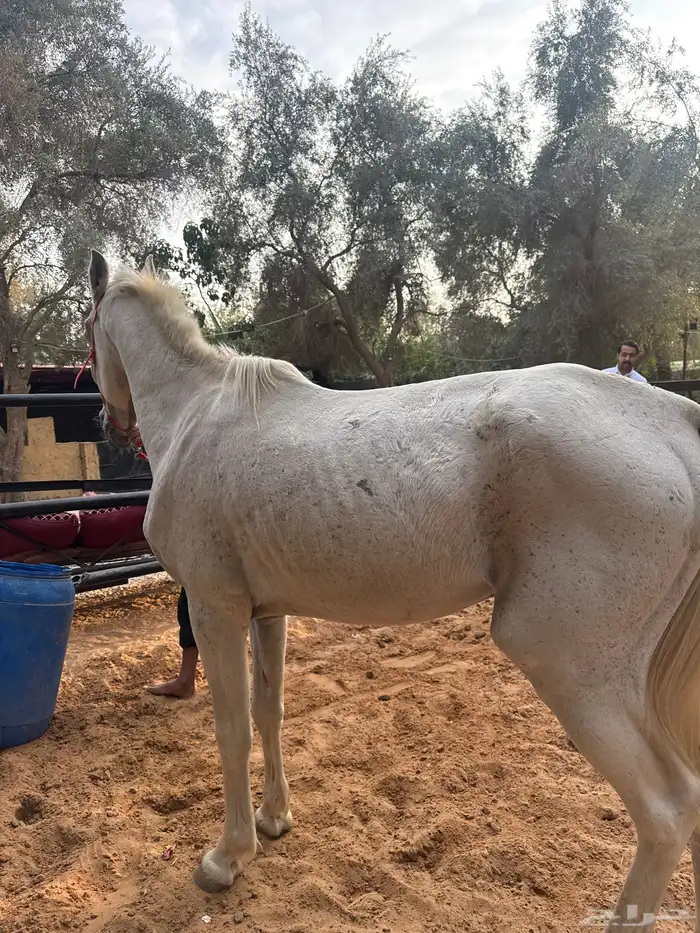 للبيع حصان شعبي ب1500 2