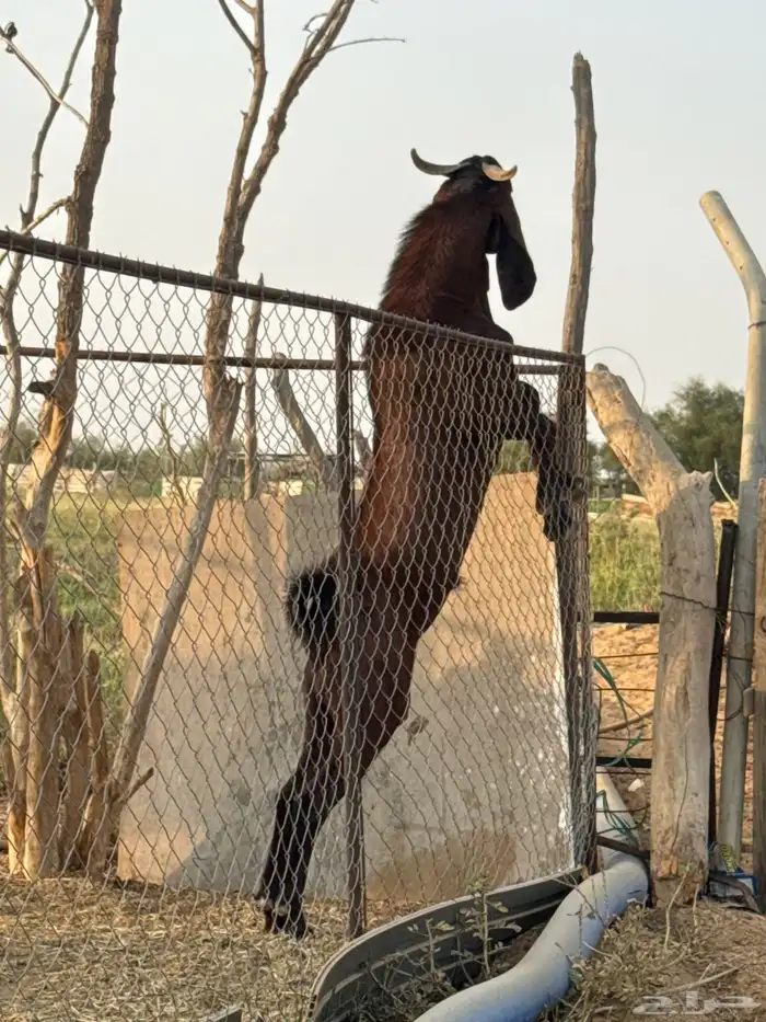 فحل أدهم جذع 2