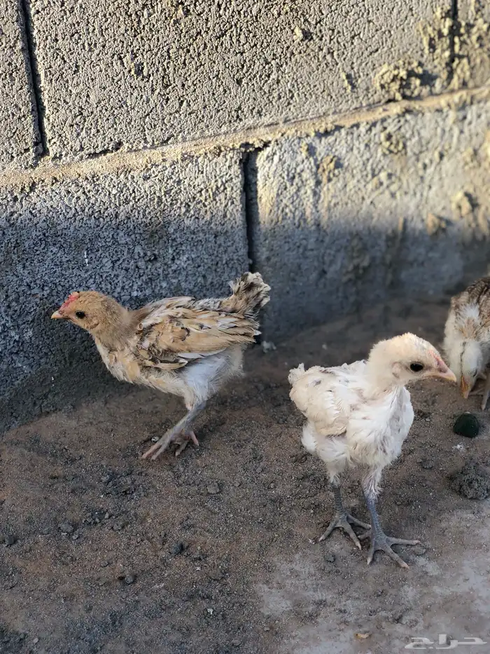 صيصان بلدي العمر شهر 0