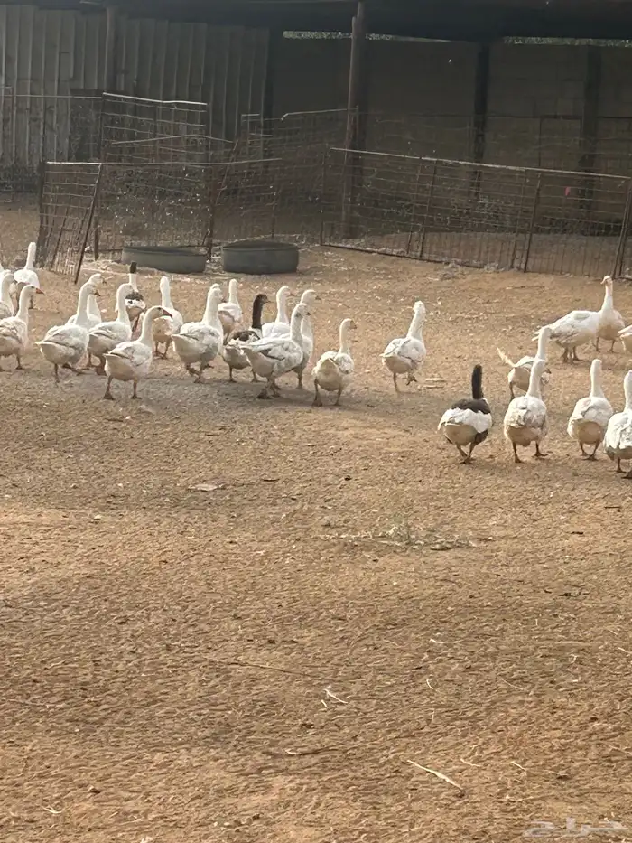 وز بلدي بياض للبيع 3