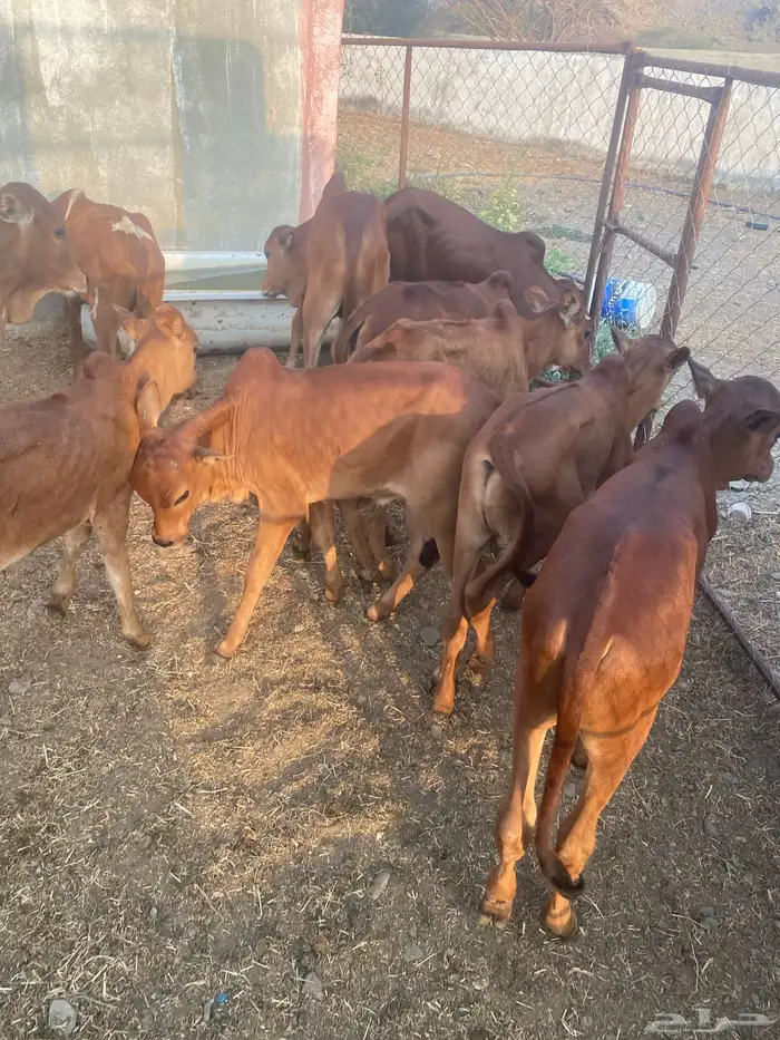 حسلان دهم بلدي 5