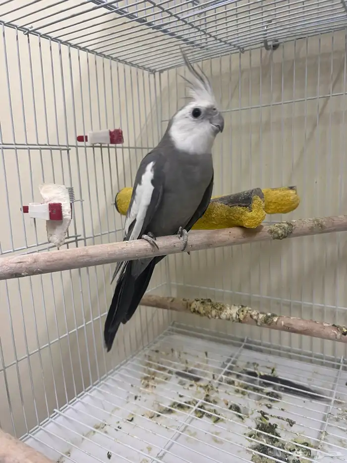 ذكر كروان وايت فيس 0