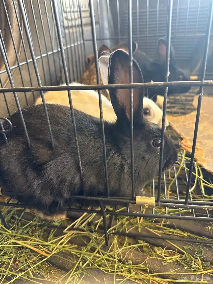 أرانب ذكور 0