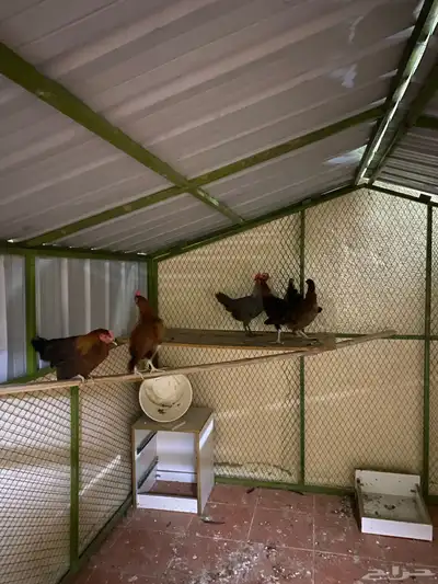 دجاج بلدي index