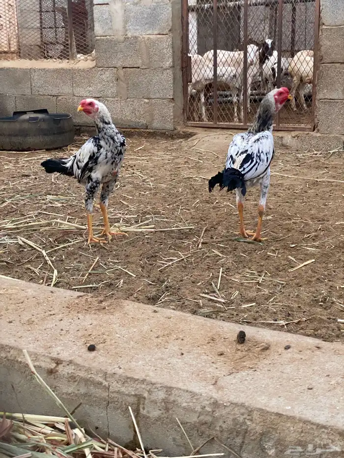 ديوك باكستاني 0