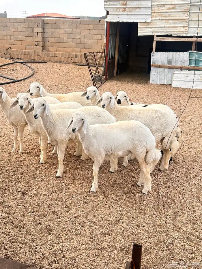 ذبائح حري للبيع 1