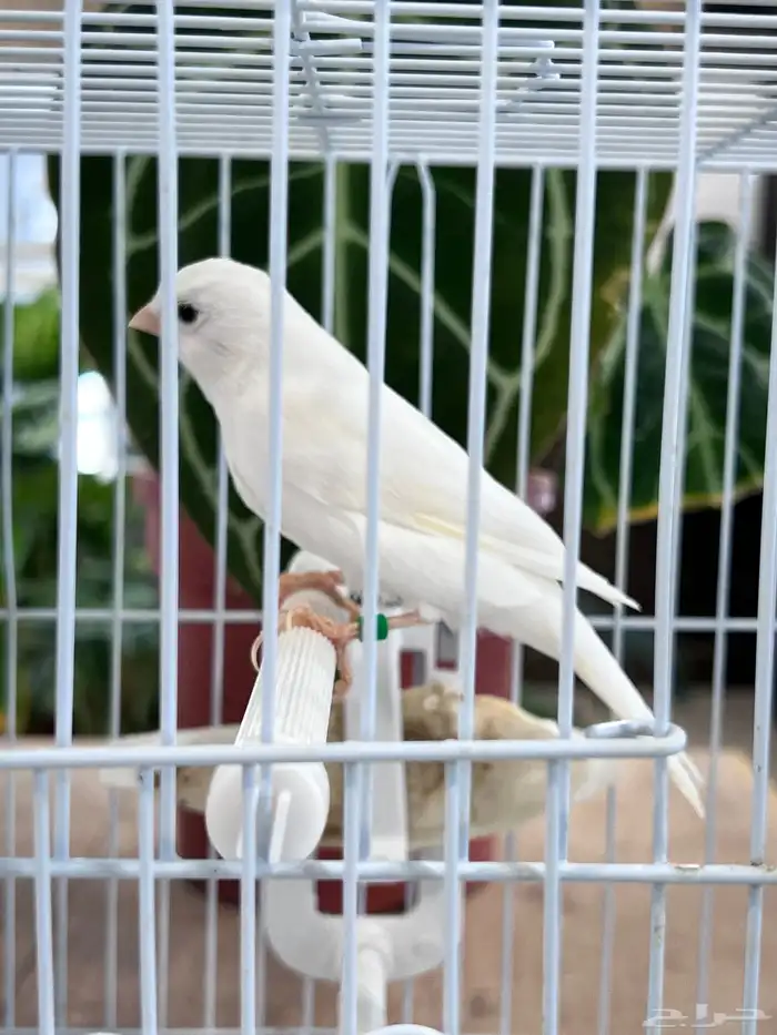 انثى كناري 5