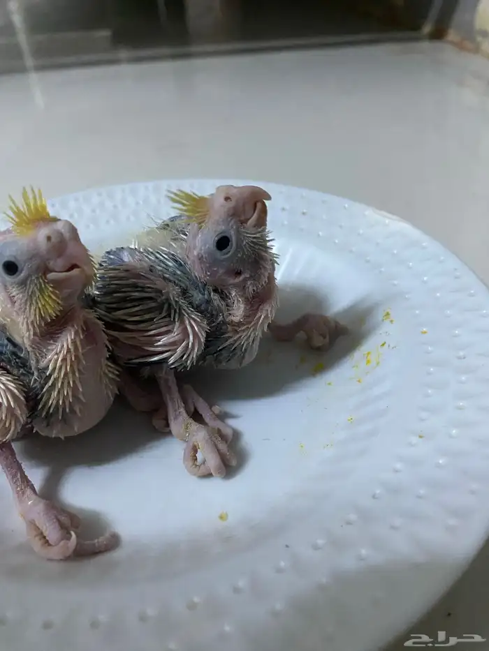 فروخ كروان للبيع 2