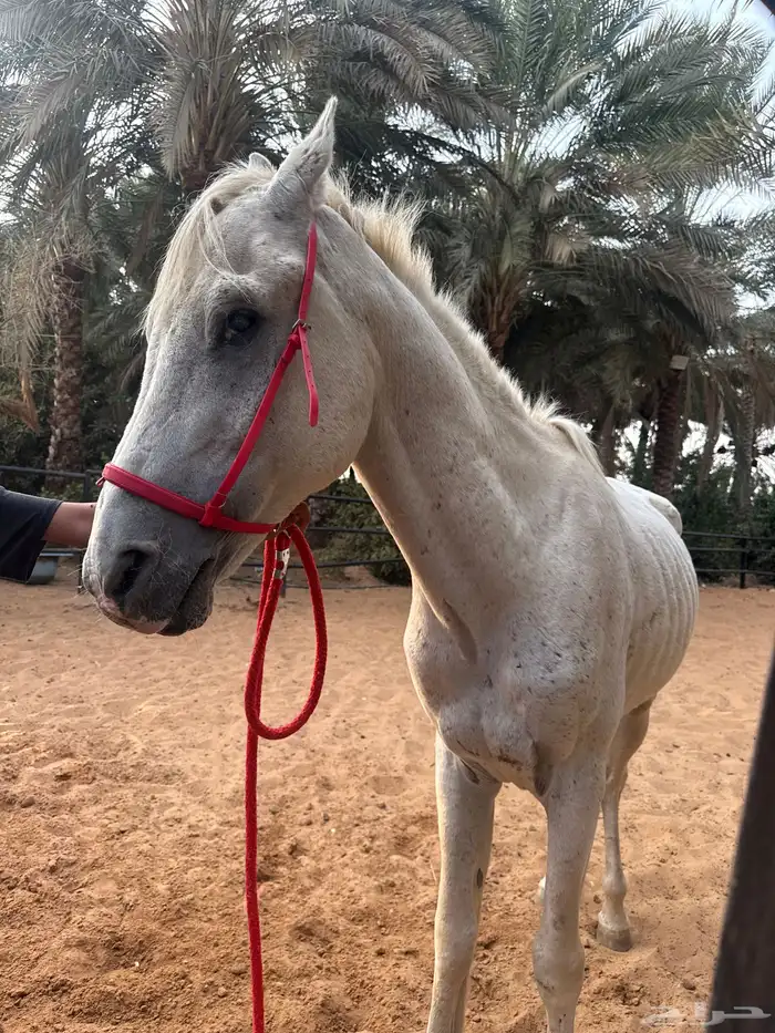 للبيع حصان شعبي ب1500 1