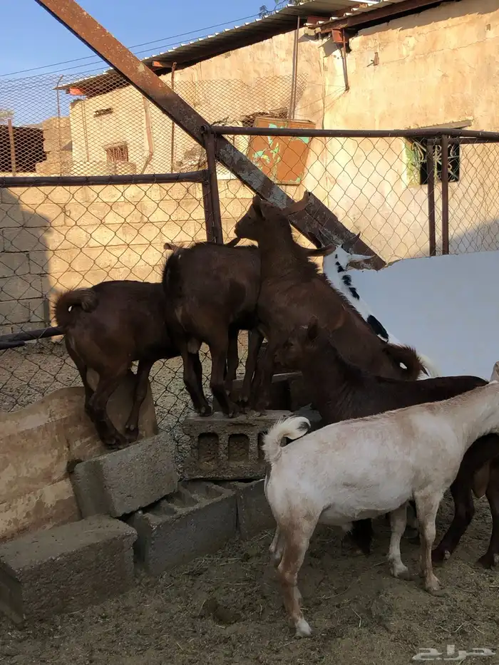 تيوس نظيفه مشروطه من كل عذروب 2