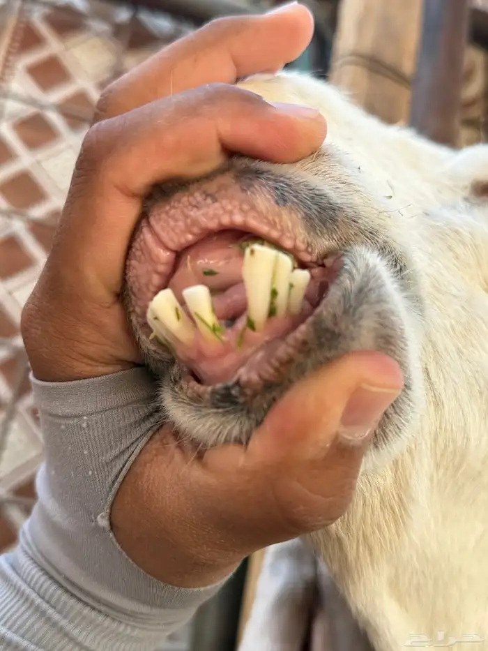 عنز مشروكه حاصب 3