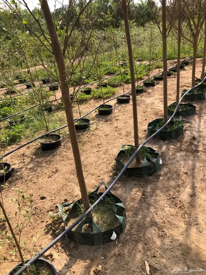 نخيل ملوكي نخيل جوز الهند نارجيل نخيل واشنطني 6