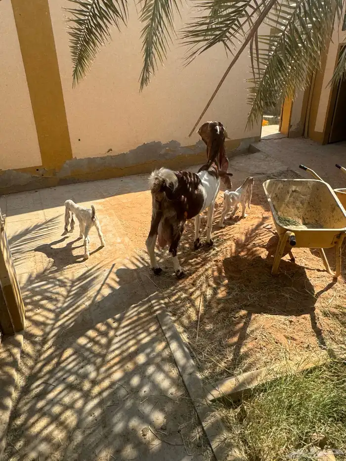 للبيع ماعز هولنديه صنف وجرم معها جفرتين 4