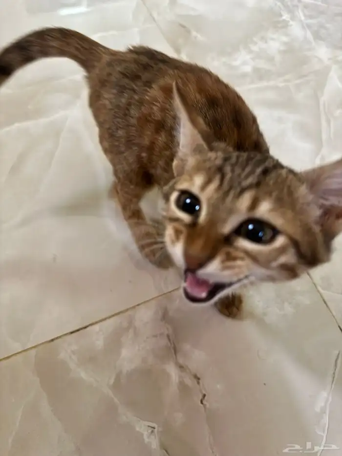 قطة بلدية للتبني 1