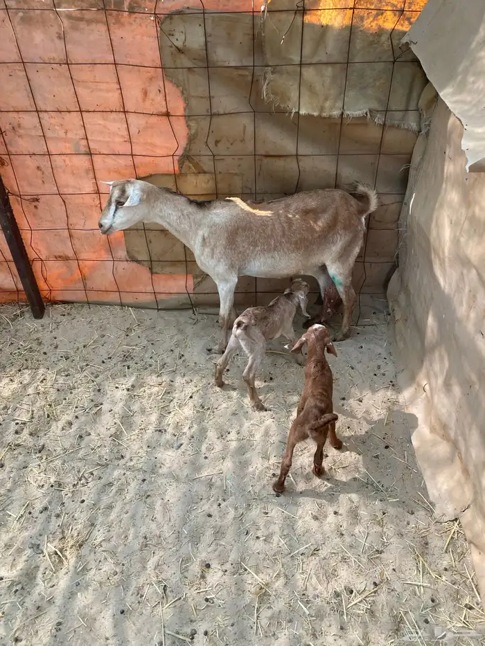 عنز متوم وجذعه مهجنه 1