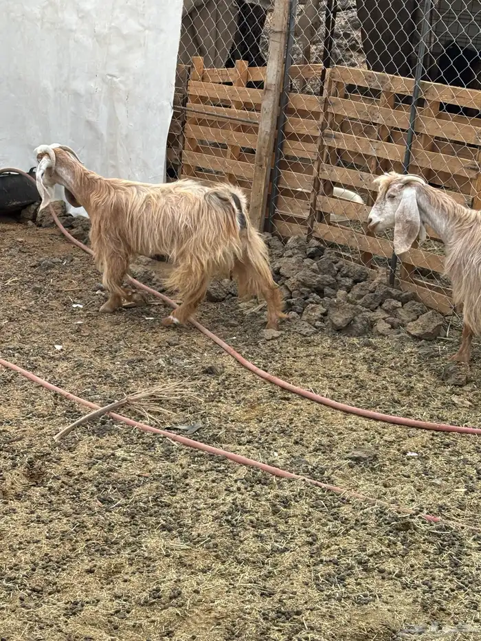 معزا مصريات دفيع 2