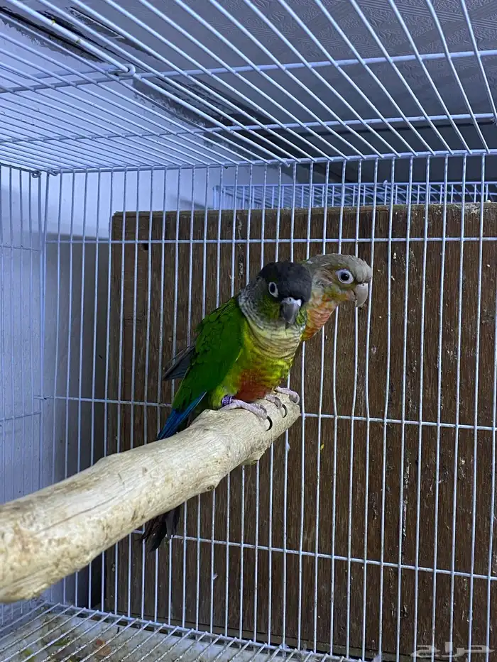 حوز كنيور جاهز 1