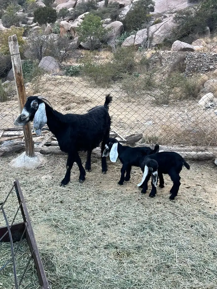 عنز عارضيه للبيع 0