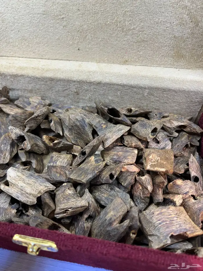 عود كينامي صيني مستزرع بالجملة 0