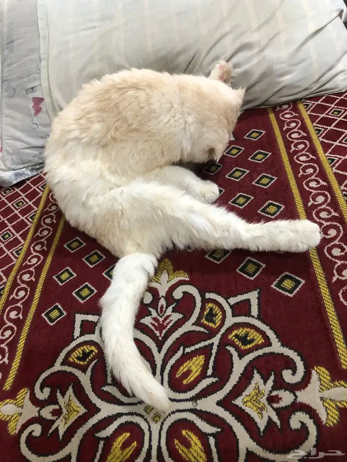 قطو ضايع في بقيق الي يعرف صاحبه يتواصل معي 7