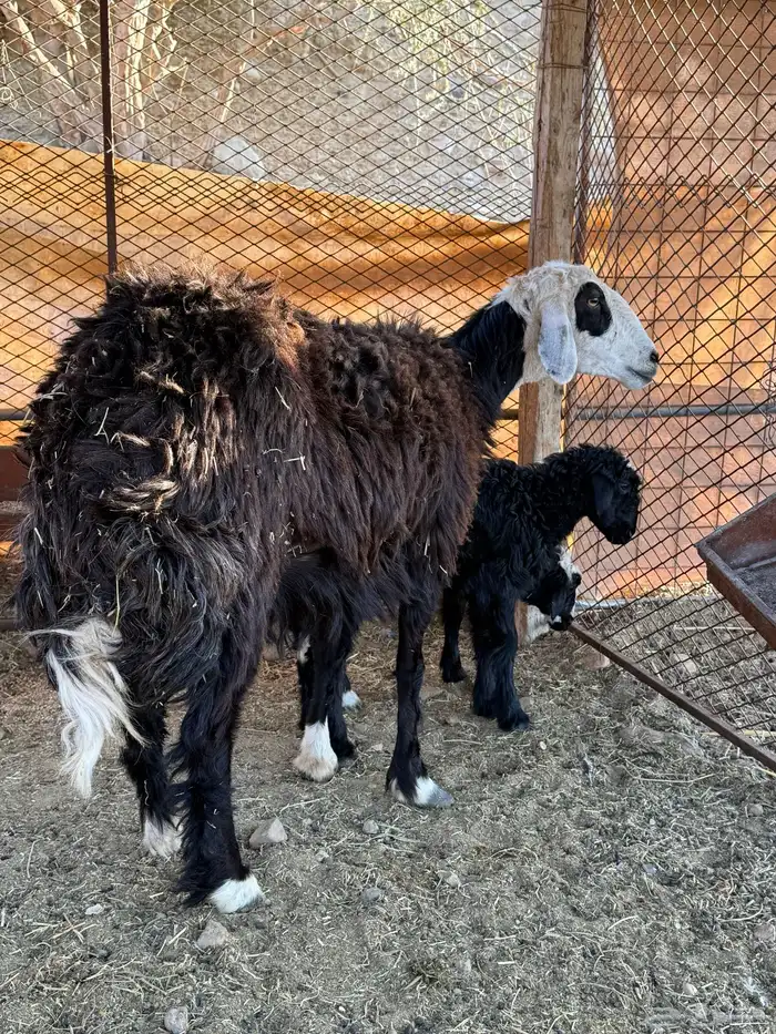 نعجه نجديه والد 4