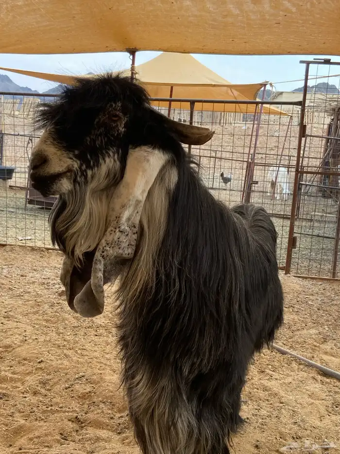 تيس صنف مشروع فحل 5