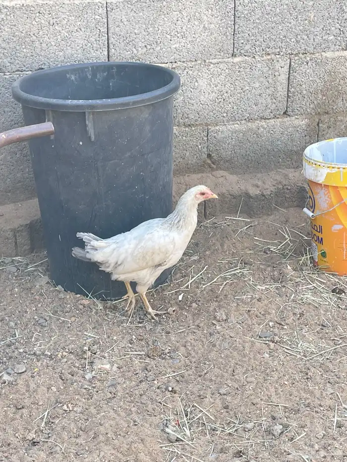 دجاج كفو للبيع 2