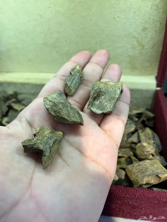 عود كينامي صيني مستزرع بالجملة 1