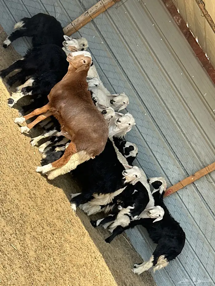 بهم ربط تربيه 3 شهور و4 شهور حريات ونجد مشكل 15 1