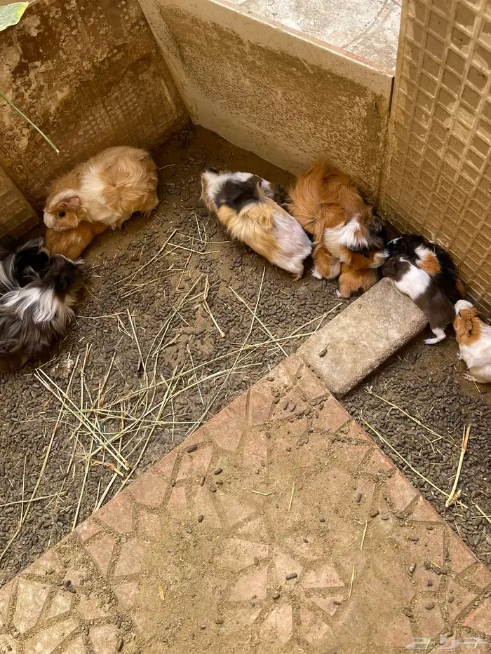 وبرة نظيفة وبشعر كثيف (أمريكي- فرنسي- بلدي) 4