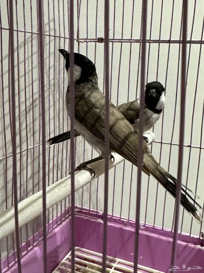 بلبل بلابل عراقي ابيض الخدين 7