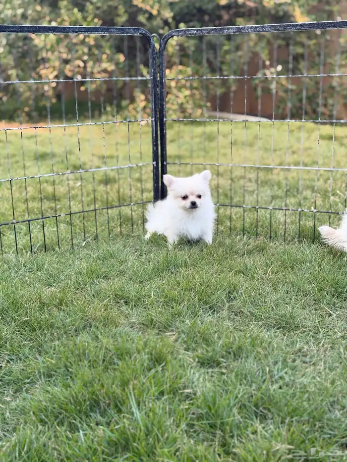 جراء بومرينيان سبيتز 2