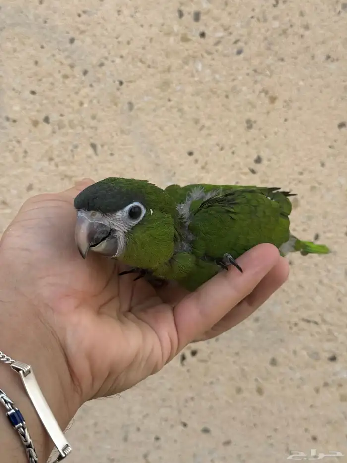 فروخ هانز مكاو - المكاو القزم 2