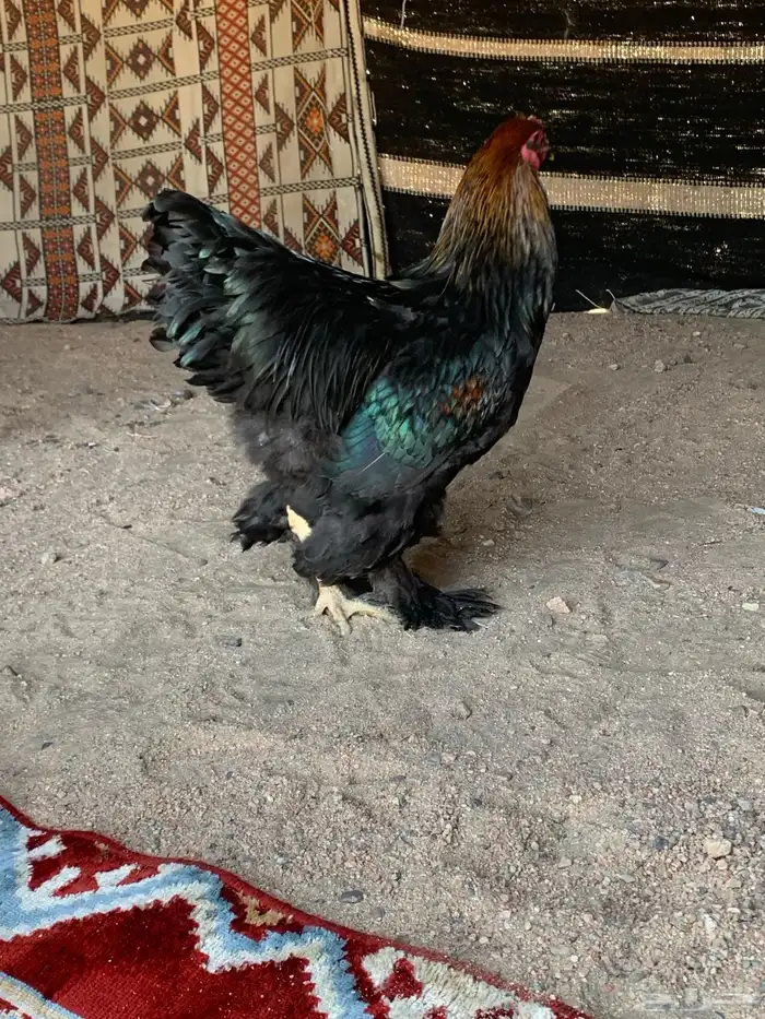 ديك براهما الماني فاخرر 0