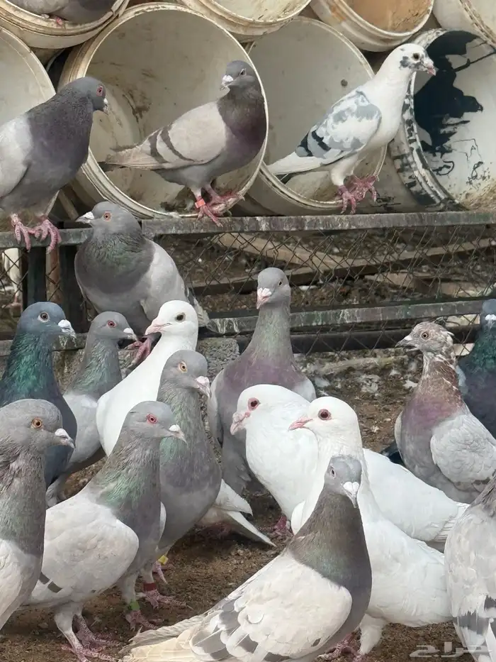 حمام فرنسي   سلفر 13