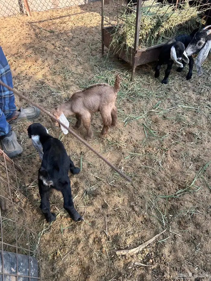 معزا متابيع 6 يتبعها9 0