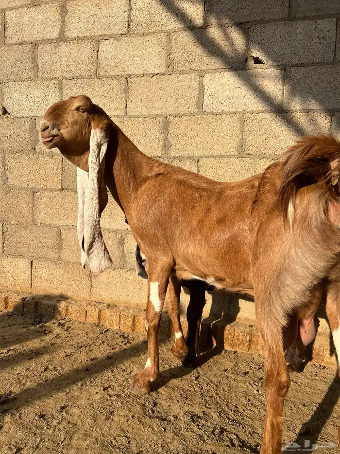 عنز هولندية متبع بجفره ودافع 1